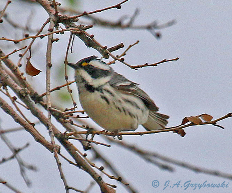 Black-throated Gray Warbler