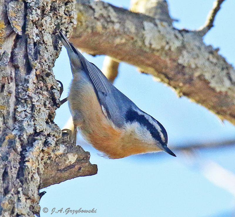Red-breasted Nuthatch