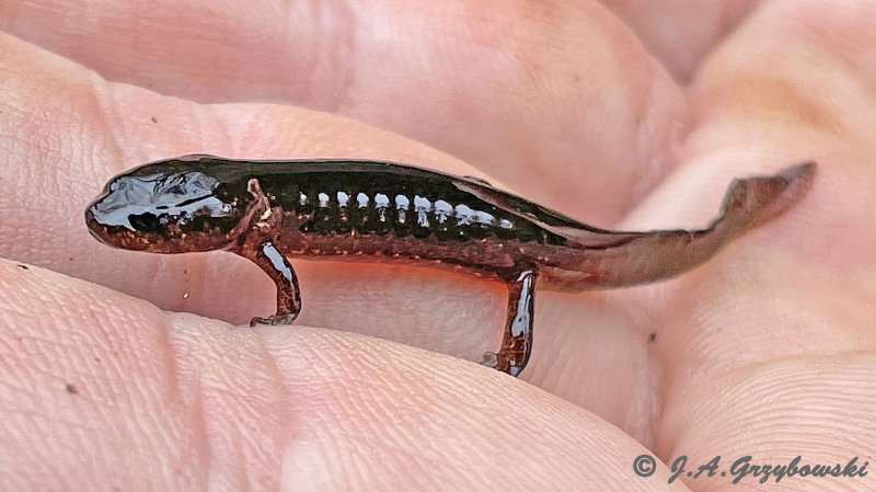 possible larval Black-bellied Salamander 