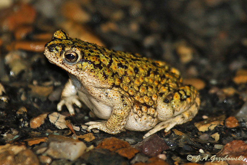 Western Chihuahuan Green Toad (Anaxyrus debilis insidior)