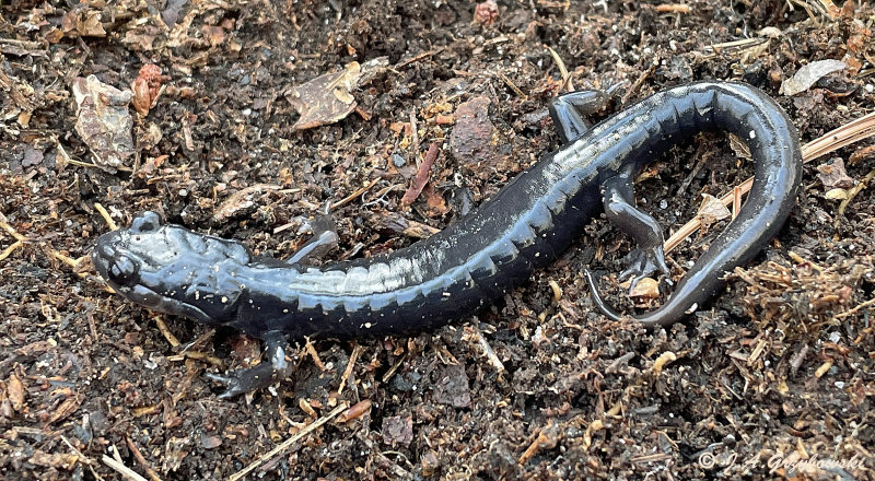 Southern Gray-cheeked Salamander (Plethodon metcalfi)