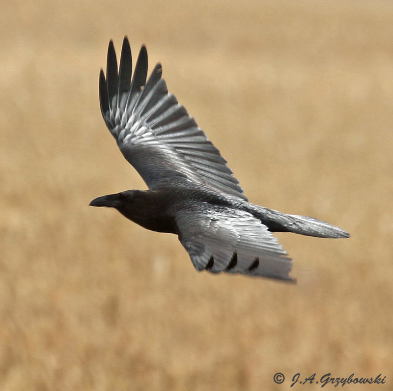 Chihuahuan Raven