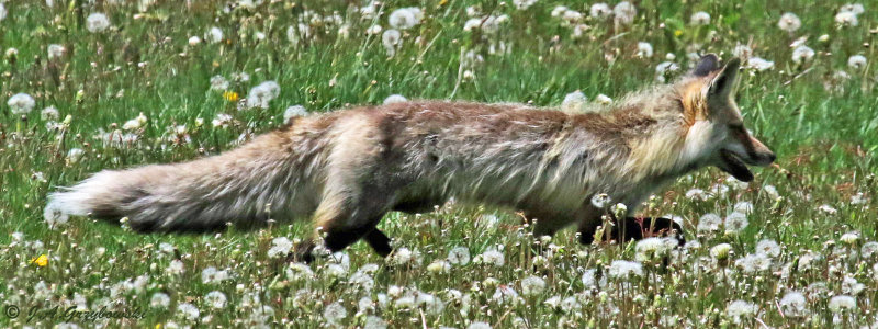 Red Fox (Vulpes vulpes)