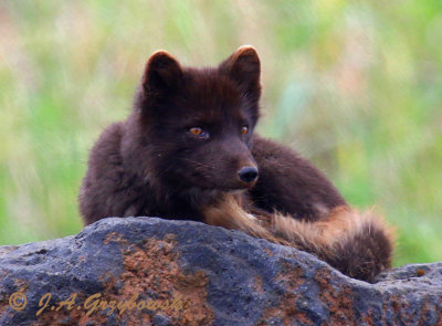 Arctic Fox (Vulpes lagopus pribilofensis)