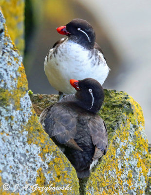 Parakeet Auklets