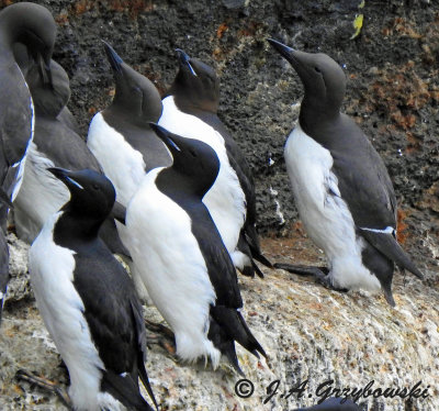 Common and Thick-billed murres