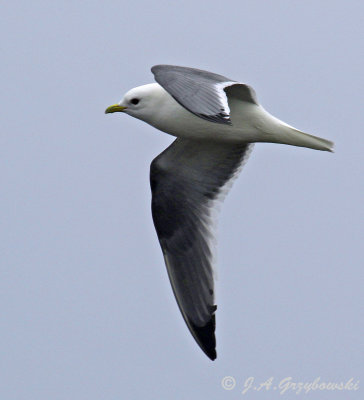 Red-legged Kittiwake