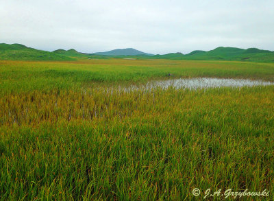 St. Paul Island wetlands