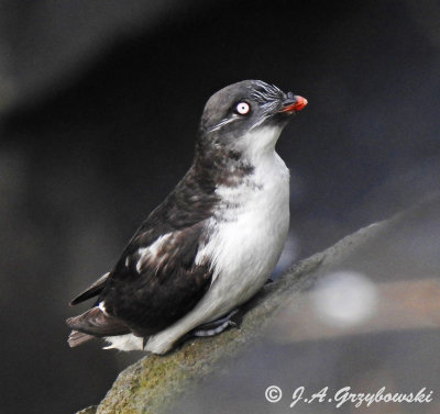 Least Auklet