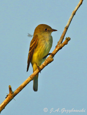 Alder Flycatcher