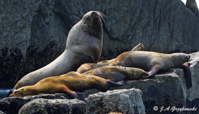 Steller's Sea Lions (Eumetopias jubatus)