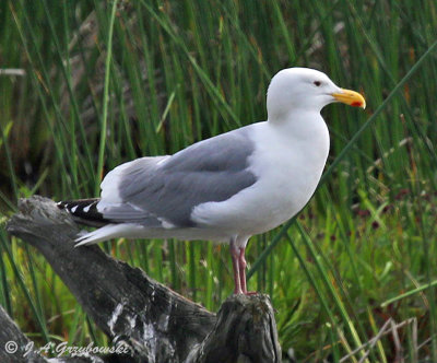 An almost Herring Gull--Glaucous-winged Gull