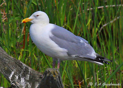 An almost Herring Gull--Glaucous-winged Gull