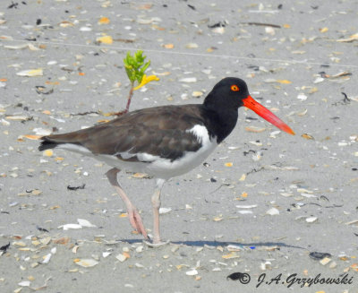 American Oystercatcher