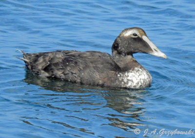 Common Eider