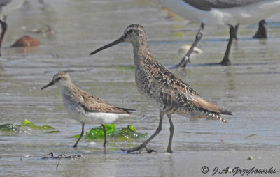 Semipalmated Sandpiper and Short-billed Dowitcher (griseus)