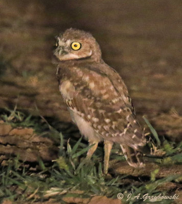 young Burrowing Owl