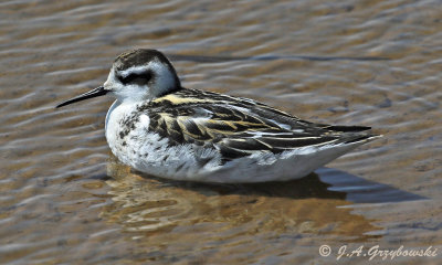 Red-necked Phalarope