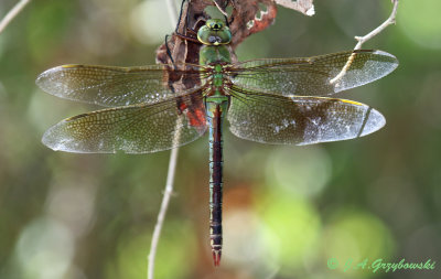 Common Green Darner (Anax junius)