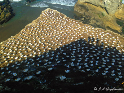 Muriwai gannet colony
