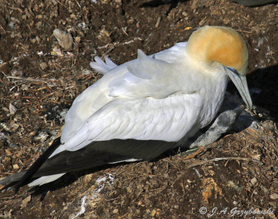 Australasian Gannet with chick