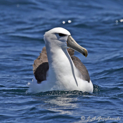 White-capped Albatross