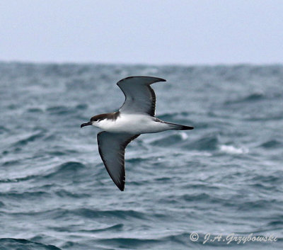 Buller's Shearwater