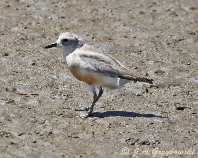 Red-breasted or New Zealand Dotterel