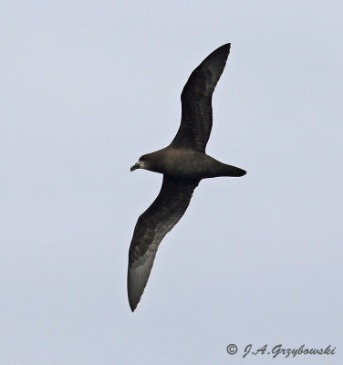 Gray-faced Petrel