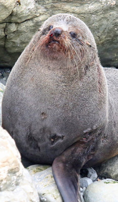 New Zealand Fur Seal--looks mauled