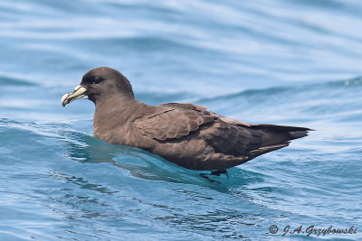 White-chinned Petrel