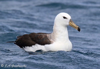 Black-browed Albatross (T.m. melanophris)
