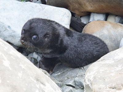 New Zealand Fur Seal (Arctocephalus forsteri) pup
