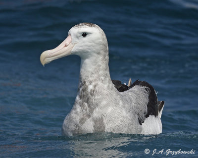 New Zealand Albatrosses