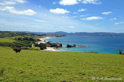 Tawharanui landscape