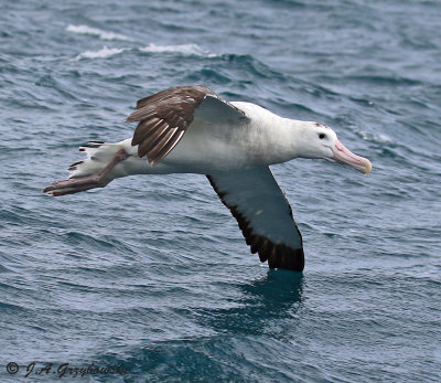 Wandering Albatross (Gibson's)