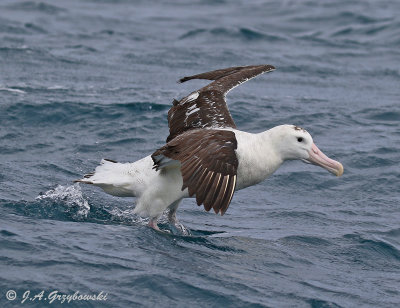 Wandering Albatross (Gibson's)