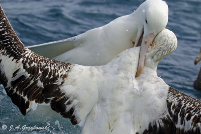 Southern Royal and Wandering Albatrosses