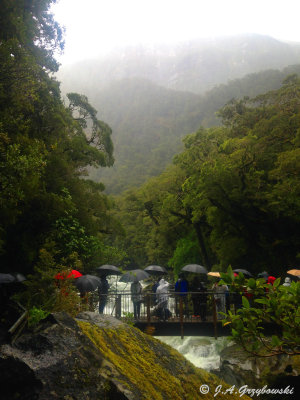 Fiordland National Park--the crowd