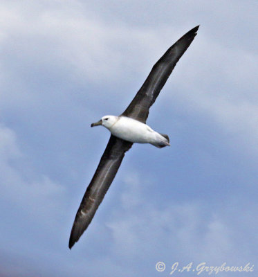 Black-browed Albatross (T.m. impavida)