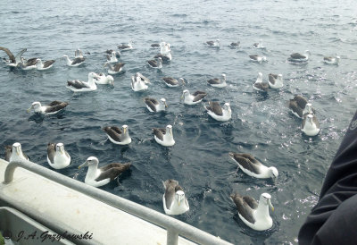 albatrosses off shore