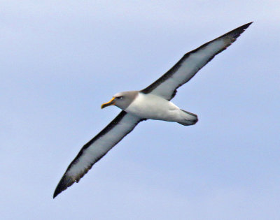 Buller's Albatross