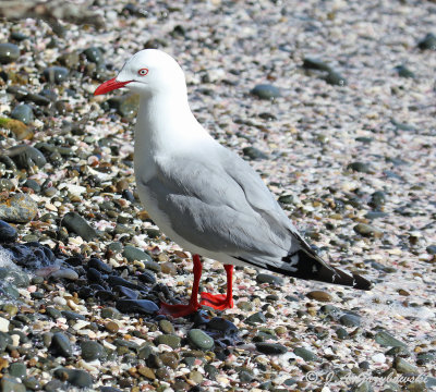 Red-billed or Silver Gull