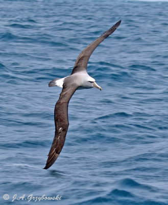 Salvin's Albatross