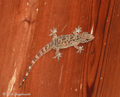 Mediterranean Gecko (Hemidactylus turcicus) 