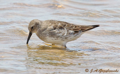 White-rumped Sandpiper