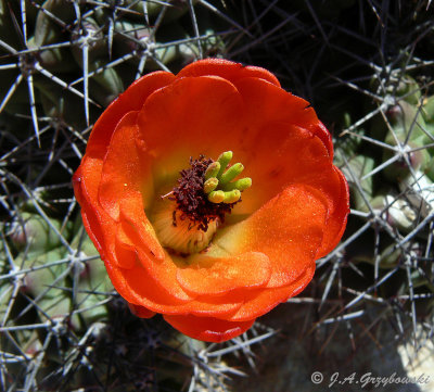 Claret Cup Cactus (Echinocereus coccineus)