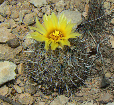 Sea Urchin Cactus (Corypantha echinus)