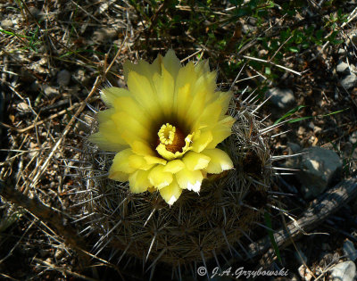 Sea Urchin Cactus (Corypantha echinus)
