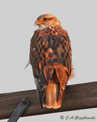 Ferruginous Hawk